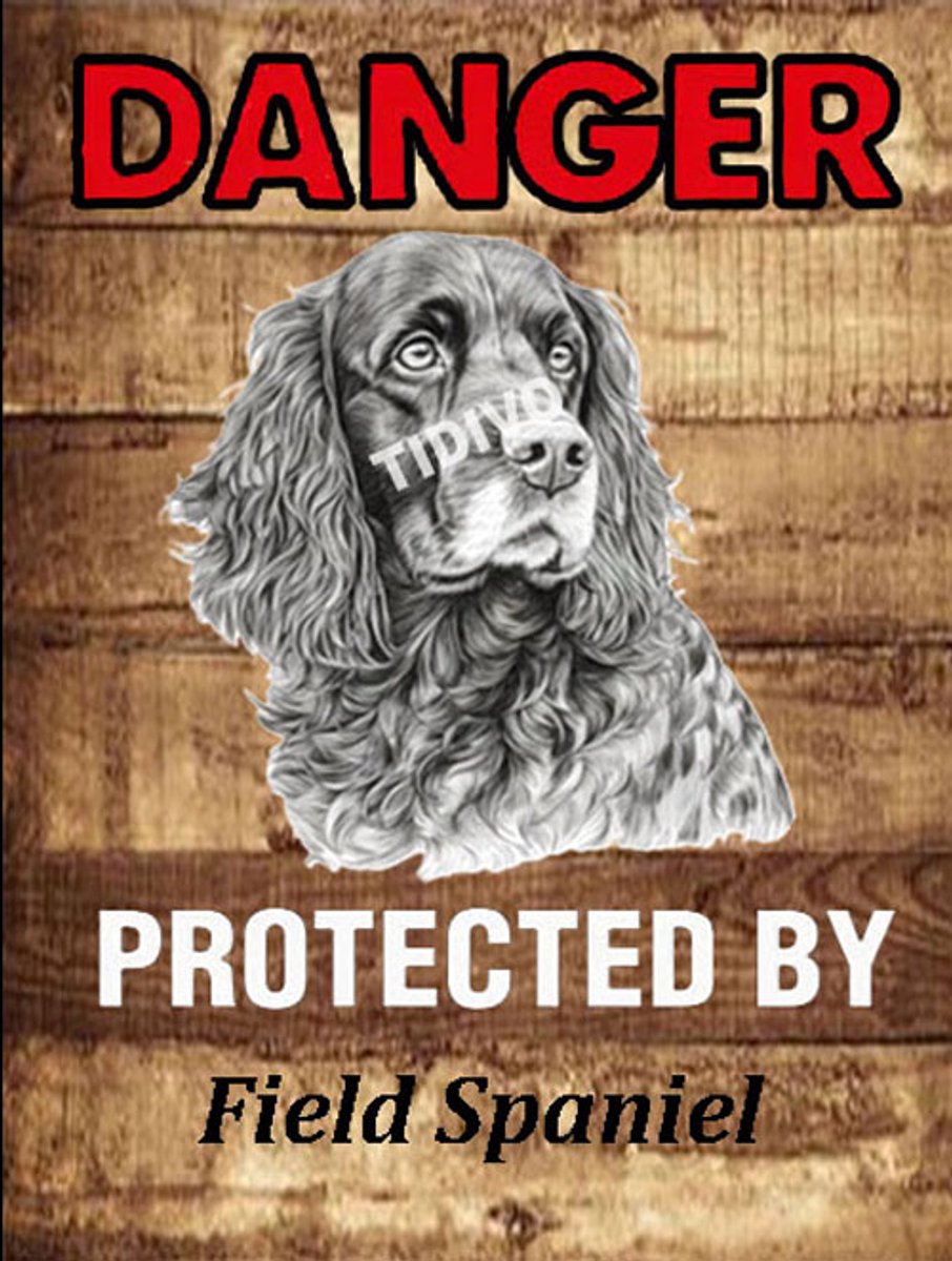 Field Spaniel 19