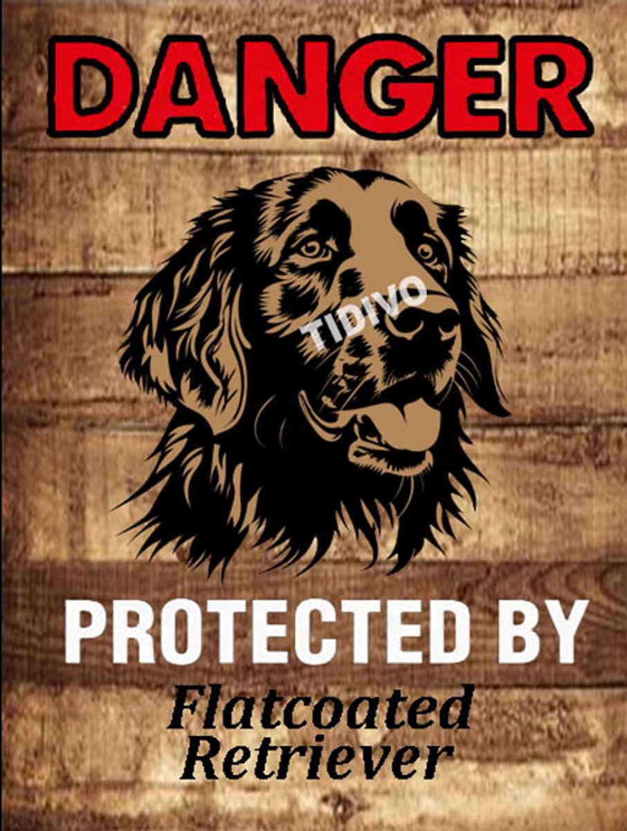 Flatcoated Retriever 19