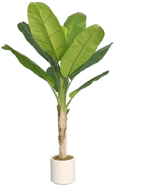 Bananenplant - 186cm
