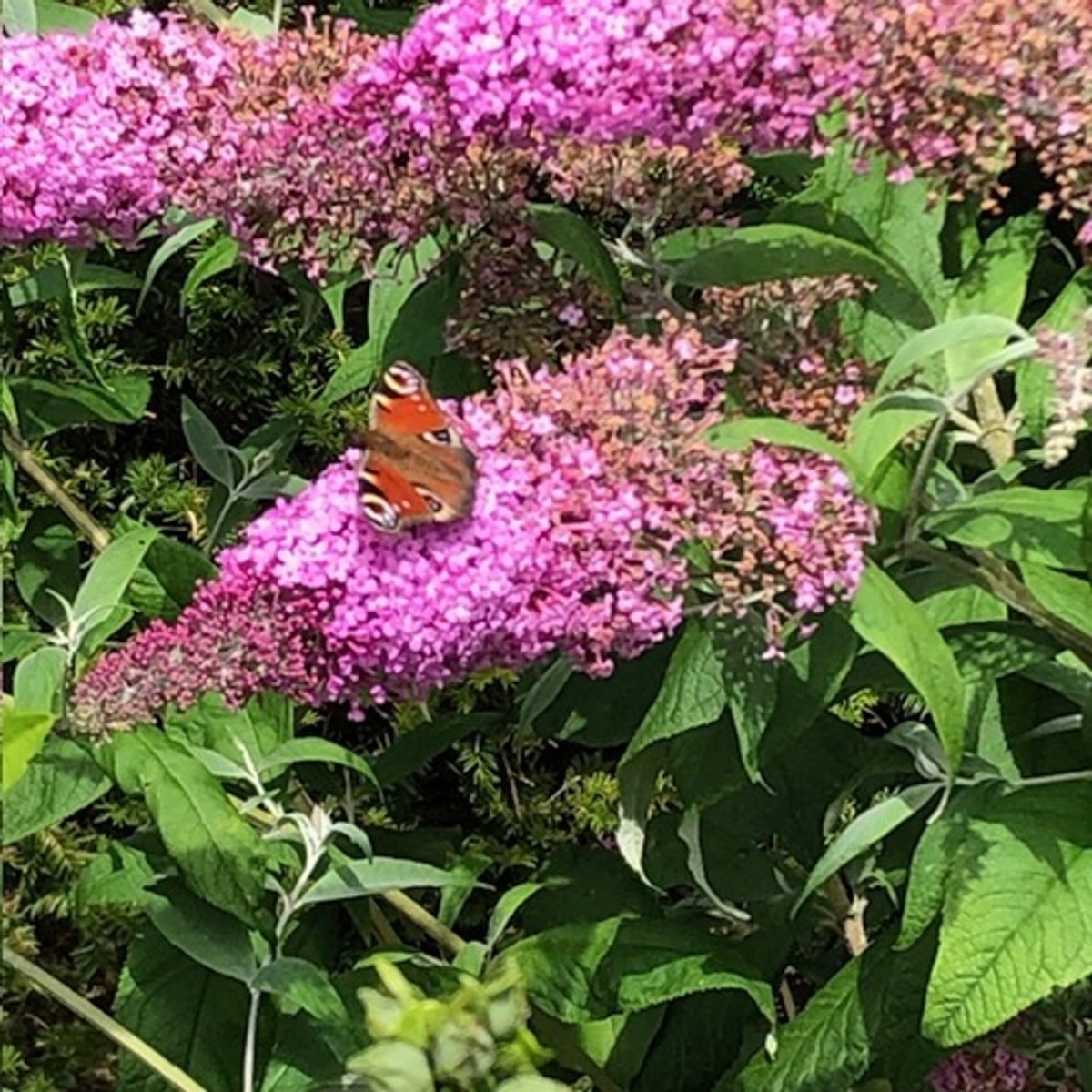 Buddleja Vlinderstruik 'Pink Delight' - Roze Bloemen, Meerjarig en Winterhard | Vlinderplant / Vlinderstruiken - Aantrekkelijk voor de Vlinder | 2 liter pot