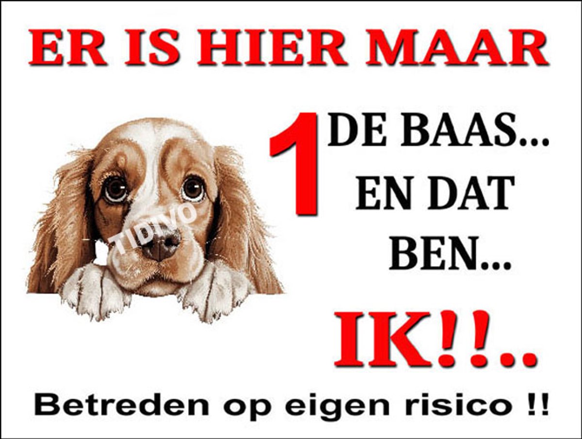 Amerikaanse Cocker Spaniel 26