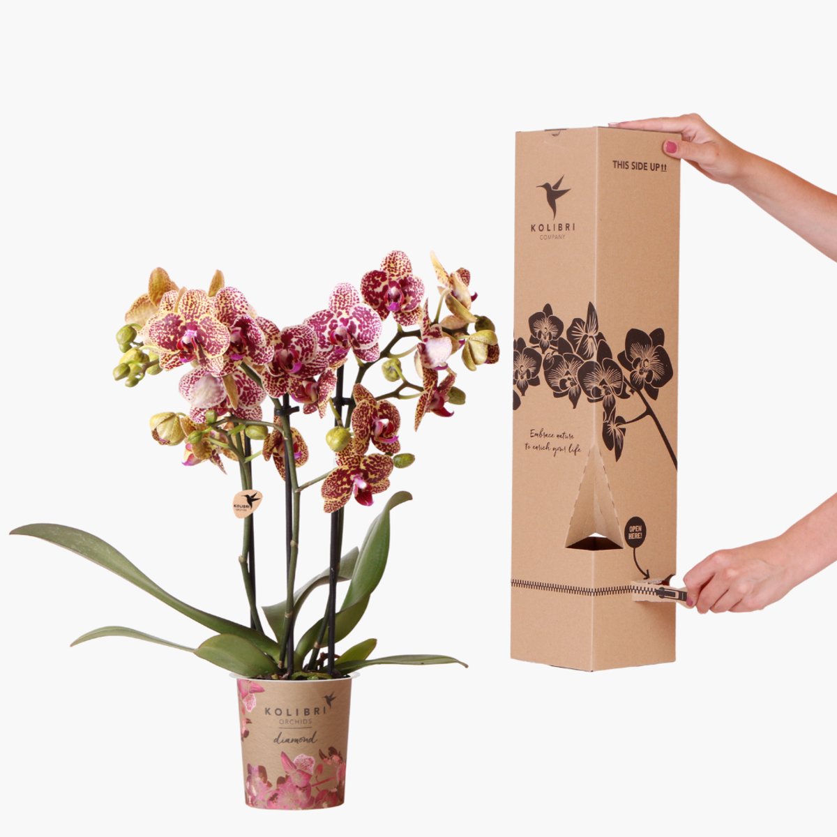 Kolibri Orchids - Surprise Diamond - verrassingsbox met 1x Kolibri Diamond orchidee Ø9cm - vers van de kweker