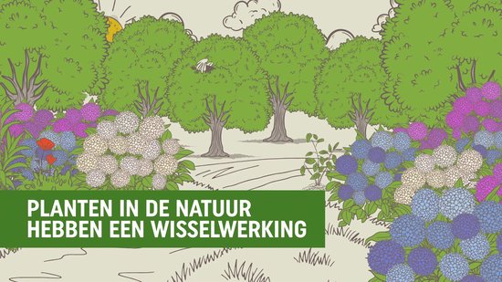 Pokon Bio Kuur voor Weerbare en Gezonde Kamerplanten - Capsules - 12 stuks - Geschikt voor alle kamer-, buitenplanten en moestuin