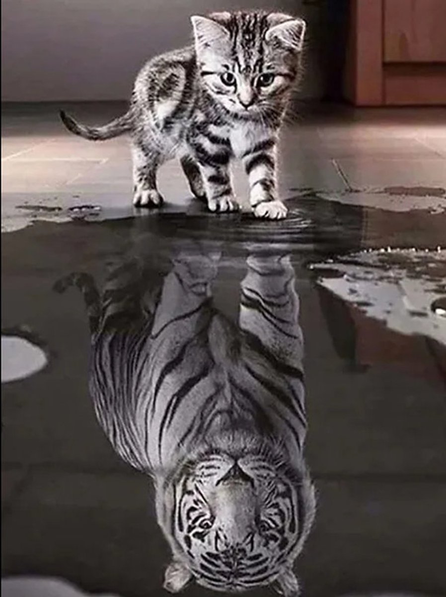 Kitten naar tijger spiegelbeeld 50x70 - Diamond painting - compleet pakket - volledig beplakt - vierkante steentjes
