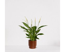 Spathiphyllum in sierpot Naemi Terra – witte kamerplant – luchtzuiverende lepelplant - 35-50cm - Ø13 – geleverd met plantenpot – vers uit de kwekerij