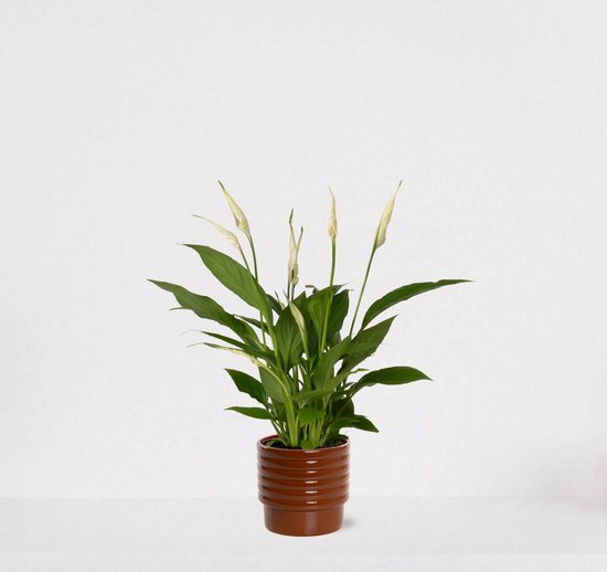 Spathiphyllum in sierpot Naemi Terra – witte kamerplant – luchtzuiverende lepelplant - 35-50cm - Ø13 – geleverd met plantenpot – vers uit de kwekerij