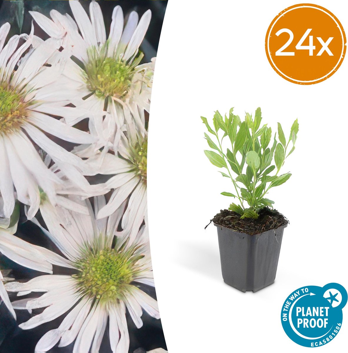 Aster ageratoides 'Ashvi' 24 maal | Bloeiende tuinplanten met witte bloemen
