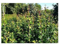 5x Schijnhulst - Osmanthus heterophyllus (illicifolius) | maat 125-150 cm