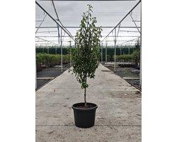 Pyrus communis - Oude Perenboom 'Kruidenierspeer' - Onderstam Kwee Adams - 45L pot - ca. 2m