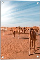 WallClassics - Tuinposter – Kudde Dromedarissen in de Woestijn - 40x60 cm Foto op Tuinposter  (wanddecoratie voor buiten en binnen)