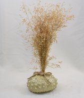 ZoeZo Design - bloemstuk - droogstuk - op schelp - goud - nautisch - 100% natuurproduct - totale hoogte 38 cm - Ø 14 cm