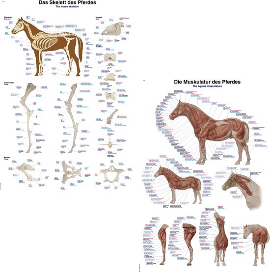 Anatomie posters skelet en spieren paard (papier, 50x70 cm)