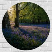 WallClassics - Muursticker Cirkel - Zonnetje Schijnend op Lavendel  - 80x80 cm Foto op Muursticker