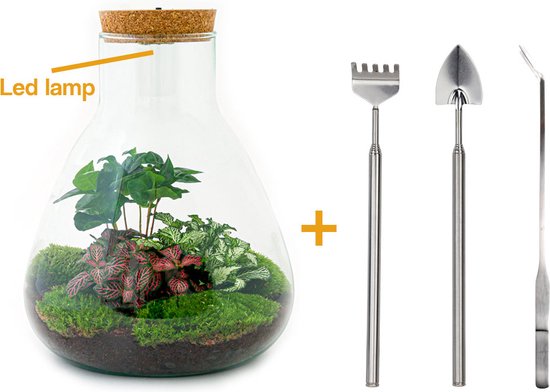 Foto: Terrarium sam led coffea 30 cm ecosysteem plant kamerplanten diy planten terrarium mini ecosysteem inclusief hark schep pincet