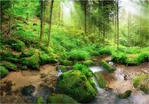 Papier peint photo - Forêt humide
