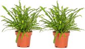 Plant in a Box - Nephrolepis Duffi - Curly Fern - Plante d'intérieur verte décorative - Set de 2 - Pot 12cm - Hauteur 25-40cm