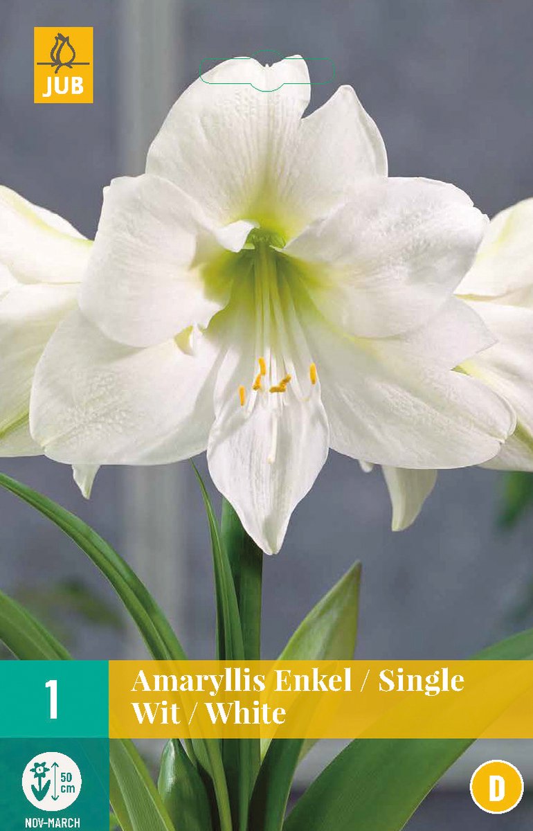 Jub Holland Amaryllis bloembollen - wit - 3 xbloembol - bolmaat 24/26