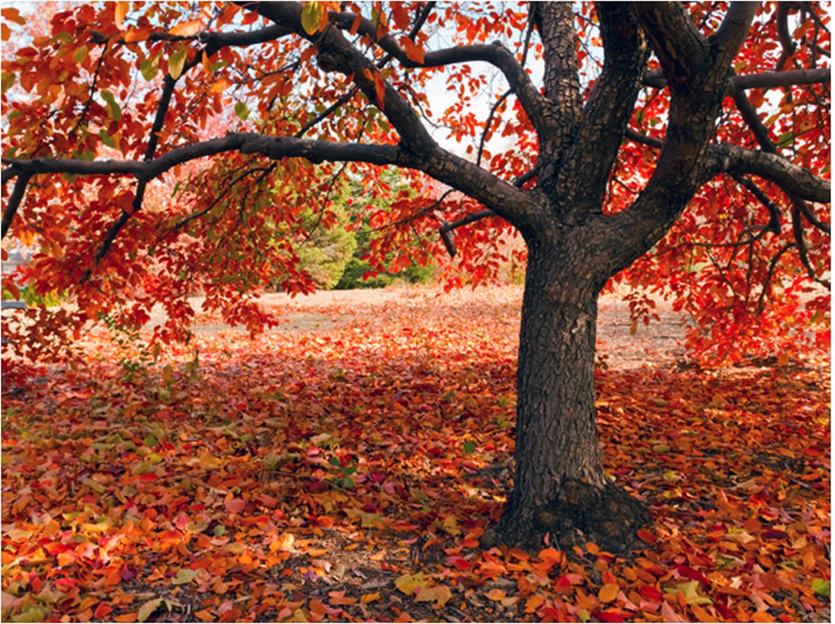 Fotobehang - Boom in de herfst.