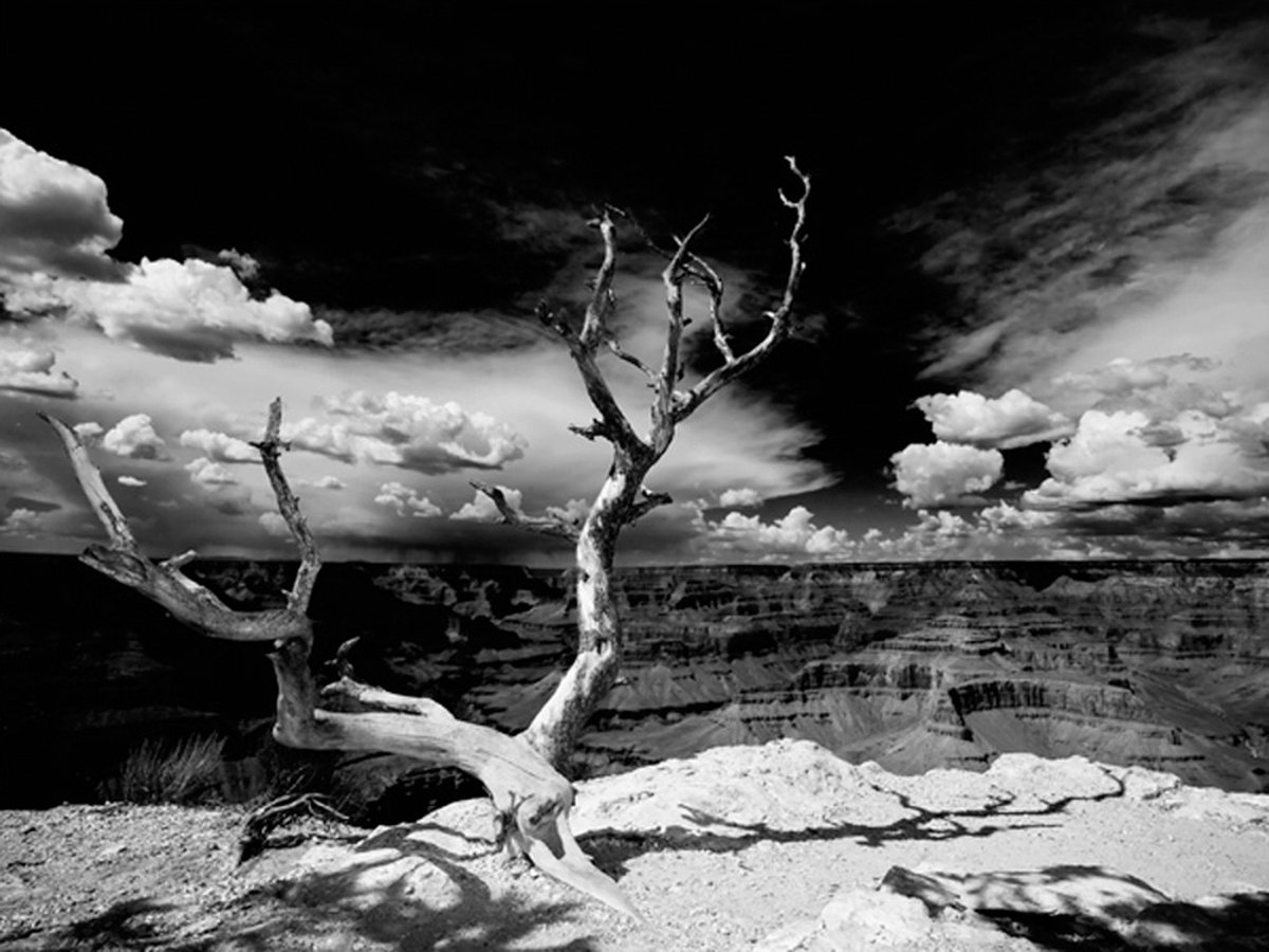 Fotobehang - Grand Canyon boom.