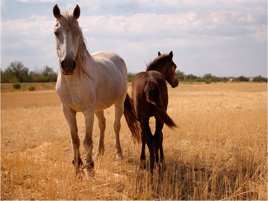 Papier peint photo - Horse et poulain.