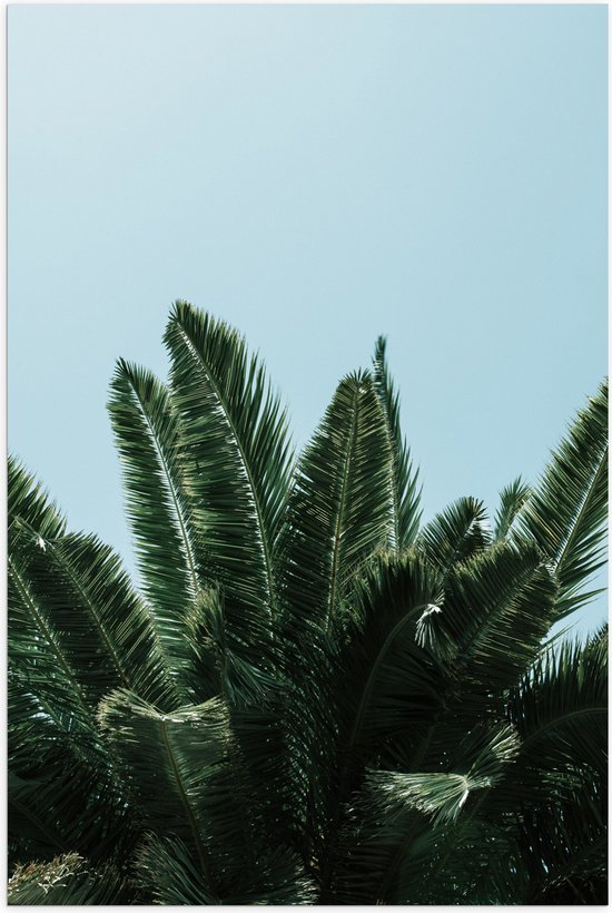 WallClassics - Poster (Matte) - Top of Palm Tree - 50x75 cm Photo sur Papier Poster avec un Aspect Mat