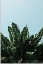 WallClassics - Poster Glanzend – Bovenkant van Palmboom - 80x120 cm Foto op Posterpapier met Glanzende Afwerking