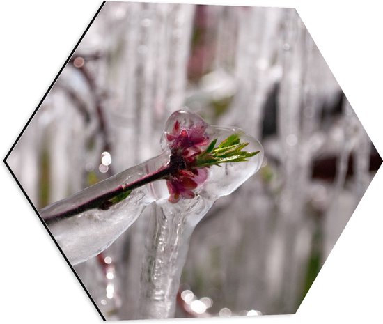 WallClassics - Dibond Hexagone - Bloem Rose Gelée - 50x43,5 cm Photo sur Hexagone (avec système de suspension)