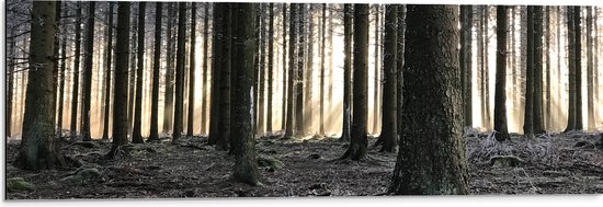 WallClassics - Dibond - Bevroren Bomen in de Ochtend - 90x30 cm Foto op Aluminium (Met Ophangsysteem)