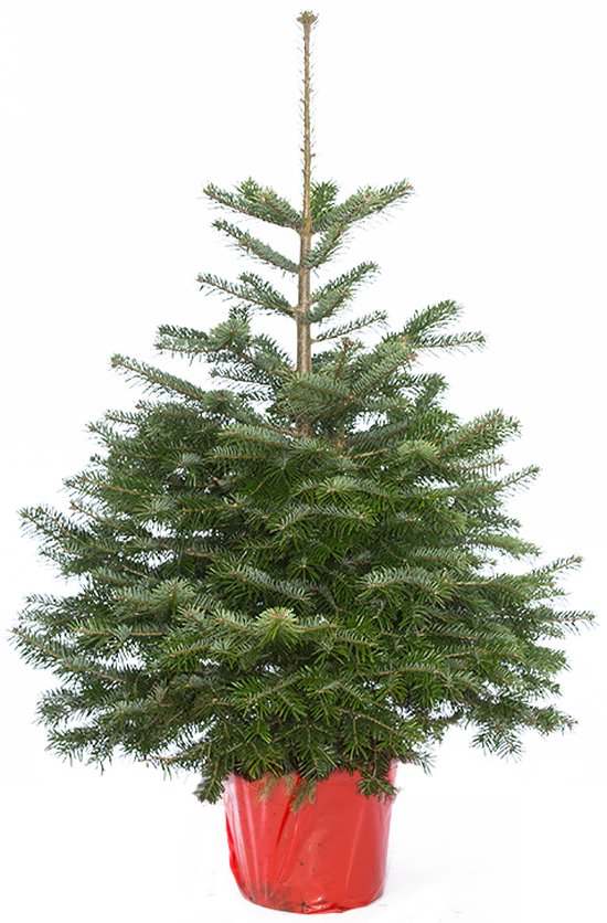Echte kerstboom Nordmann in pot gekweekt 90100cm