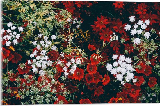 WallClassics - Acrylglas - Bovenaanzicht op Rood-Witte Bloemen - 60x40 cm Foto op Acrylglas (Wanddecoratie op Acrylaat)