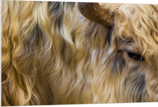 WallClassics - Feuille de Mousse PVC - Vache aux Cheveux Longs - 120x80 cm Photo sur Feuille de Mousse PVC