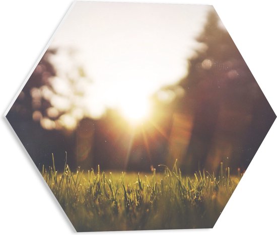 WallClassics - Feuille de mousse PVC Hexagone - Rayons de soleil à travers l'herbe - 40x34,8 cm Photo sur Hexagone (avec système de suspension)