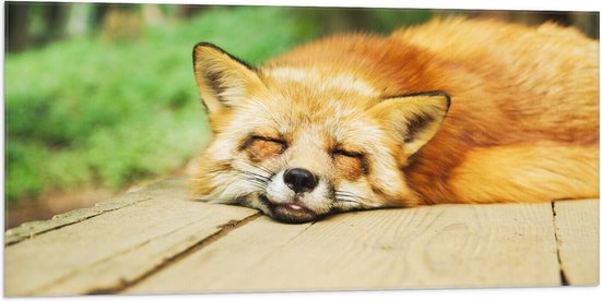 WallClassics - Drapeau - Renard Endormi - 100x50 cm Photo sur Drapeau Polyester