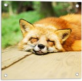 WallClassics - Poster de jardin - Renard endormi - 50x50 cm Photo sur poster de jardin (décoration murale pour extérieur et intérieur)