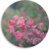 WallClassics - PVC Schuimplaat Muurcirkel - Roze Bloementakje - 30x30 cm Foto op Muurcirkel (met ophangsysteem)