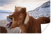 Paard met een bruine vacht toont zijn gebit poster 90x60 cm - Foto print op Poster (wanddecoratie woonkamer / slaapkamer) / Boerderijdieren Poster