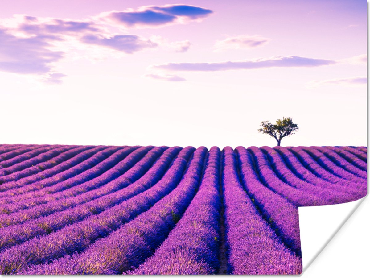 Poster Lavendel - Bomen - Paars - Bloemen - 80x60 cm