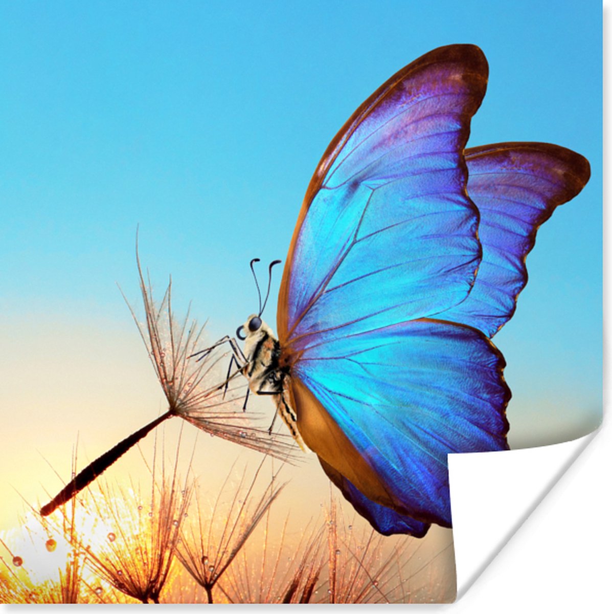 Poster Vlinder - Paardebloem - Blauw - 50x50 cm