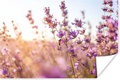 Poster Lavendel - Close-up - Zon - Bloemen - Paars - 30x20 cm