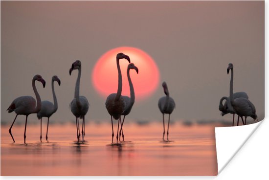 Poster - Fotolijst - Flamingo - Zon - Roze - Vogel - Tropisch - Kader - 180x120 cm - Poster met lijst - Foto in lijst - Poster dieren - Poster flamingo - Wanddecoratie