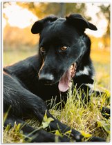 WallClassics - PVC Schuimplaat - Lachende Zwarte Hond - 30x40 cm Foto op PVC Schuimplaat (Met Ophangsysteem)