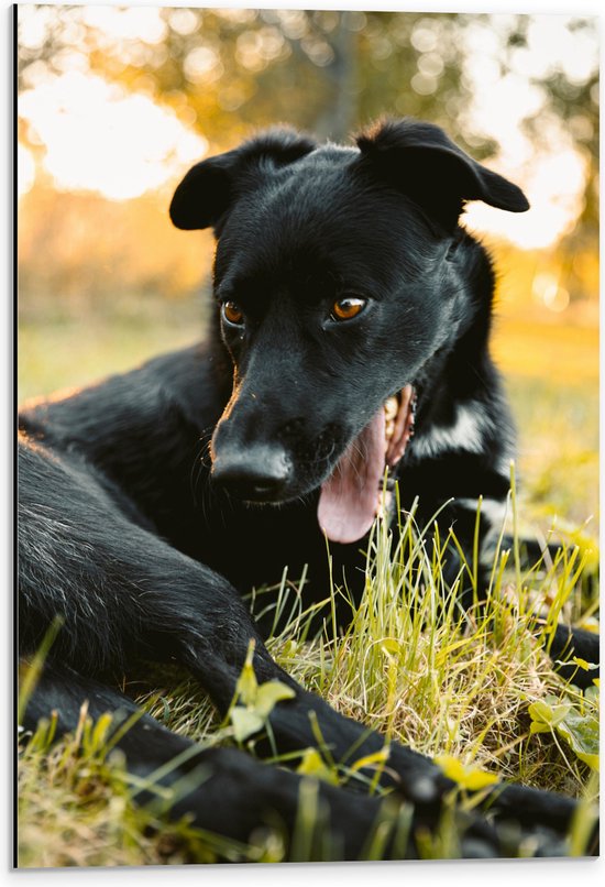 WallClassics - Dibond - Lachende Zwarte Hond - 40x60 cm Foto op Aluminium (Met Ophangsysteem)