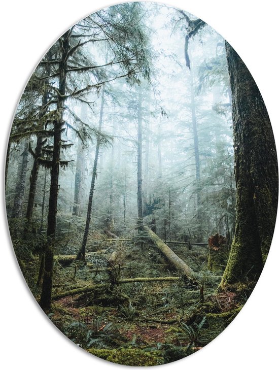 WallClassics - Panneau de mousse PVC ovale - Branches au Terre d'une forêt brumeuse - 72x96 cm Photo sur ovale (avec système de suspension)