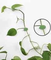 Plantenklemmen - Plantenclips - Muurclips voor Planten - 20 Stuks