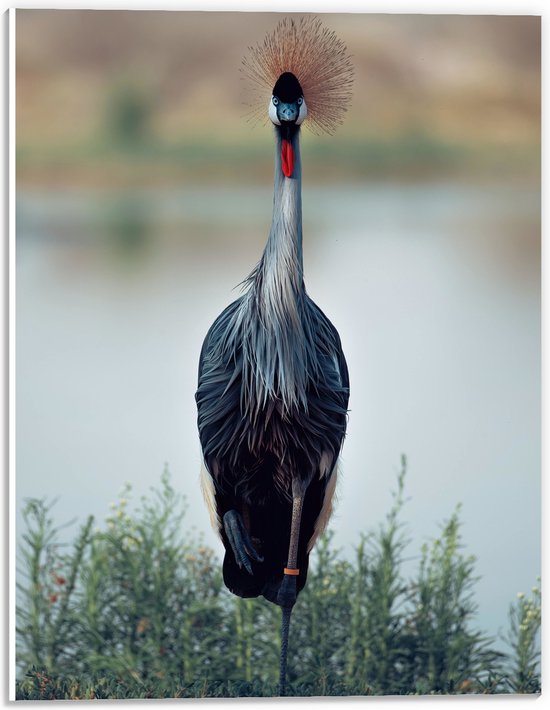 WallClassics - PVC Schuimplaat - Statige Kraanvogel in Groene Grassen aan het Water - 30x40 cm Foto op PVC Schuimplaat (Met Ophangsysteem)