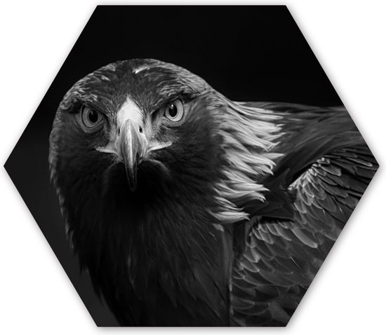 Hexagon wanddecoratie - Kunststof Wanddecoratie - Hexagon Schilderij - Buizerd - Vogel - Dieren - Zwart - Wit - 75x65 cm