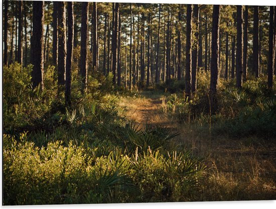 WallClassics - Dibond - Pad tussen Bomen en Groen Gras - 80x60 cm Foto op Aluminium (Met Ophangsysteem)