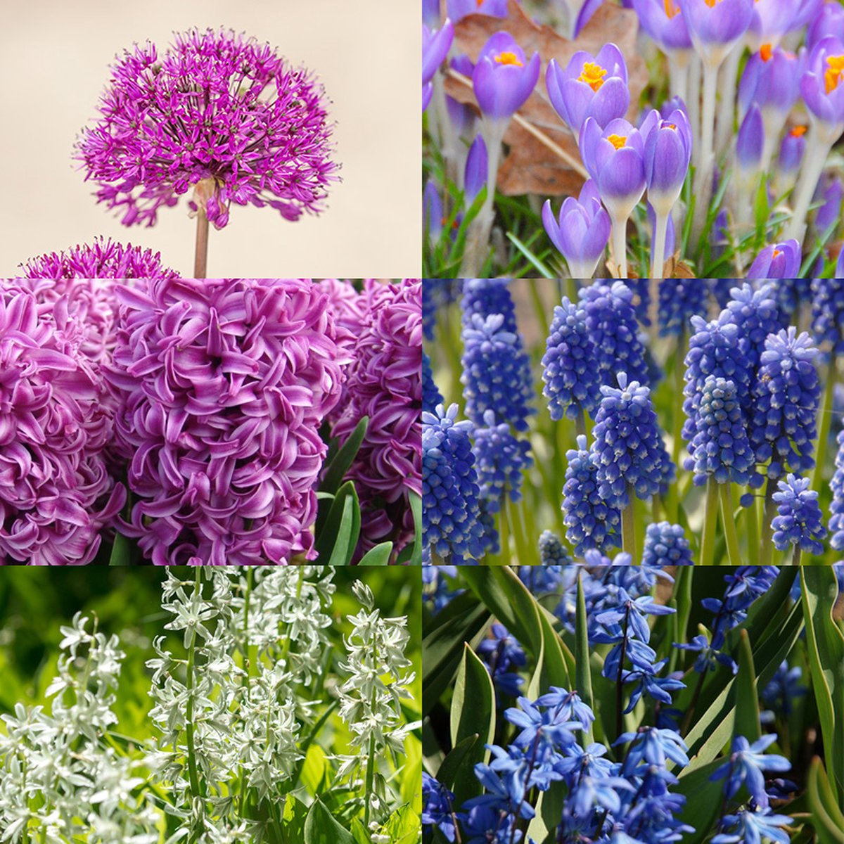 Bloembollen Mix Beetastic | Meerkleurig | verwilderend