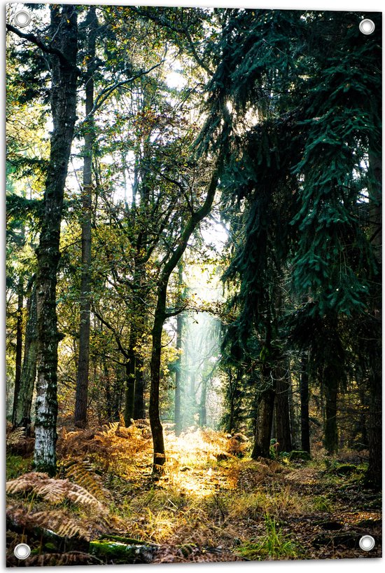 WallClassics - Poster de jardin - Spot lumineux entre les Arbres - 50x75 cm Photo sur poster de jardin (décoration murale pour extérieur et intérieur)