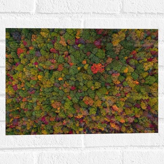 WallClassics - Muursticker - Rood Groen en Gele Bomen in het Bos vanuit de Lucht - 40x30 cm Foto op Muursticker